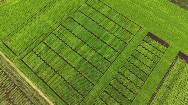 Green Agricultural Field Parcels from Aerial Drone View, Modern Farming Concept and Agribusiness Landscape, Geometric Patterns of Rural Land