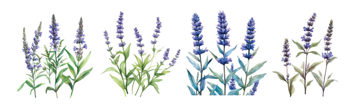 Flower collection, Set of blue vervain plant paintings, Minimal yet artistic elements for creative designs. hand-drawn paint, Simple Illustration, EPS format, isolated on a white background
