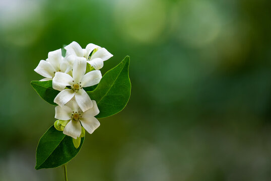 Andaman satinwood or Murraya paniculata branch flowers and green leaves on natural backgroud.
