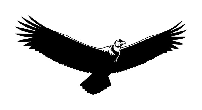 Black and white illustration of a majestic condor flying with wings spread wide.