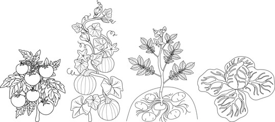 Vegetable garden line art set, outline illustration of tomato, pumpkin vine, potato with root system and cabbage, botanical vector sketch for coloring book © Kazakova Maryia