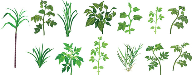 Obraz premium Botanical vector set of various agricultural plants, isolated on white background