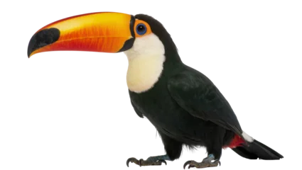 Fototapeten Tukan Toco toucan with vibrant orange and yellow beak, isolated on transparent background  © Viktor