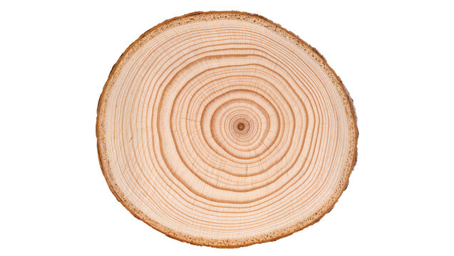 Close-up of a pine tree cross-section showing growth rings, isolated on transparent background