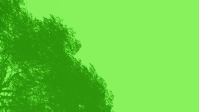 Vibrant Green Foliage Silhouette Against Bright Green Background With Gentle Sunlight