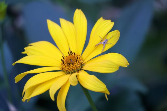 Macro photo of a small spider resting on bright yellow flower petals, natural garden environment, wildlife detail