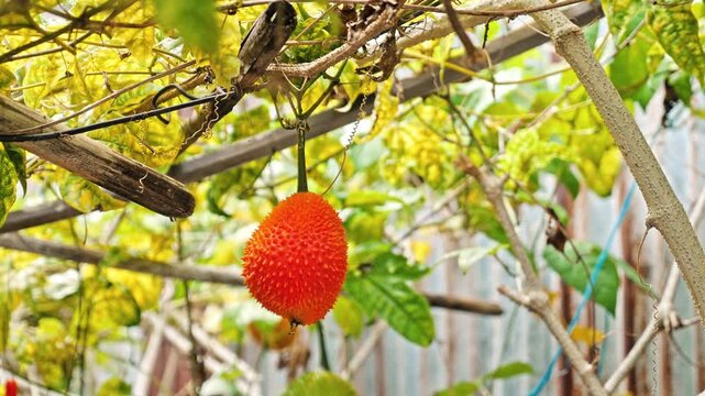 Gac fruit hanging from vine, Momordica cochinchinensis ripening in tropical garden, exotic superfood agriculture, healthy organic farming background, natural outdoor lighting.