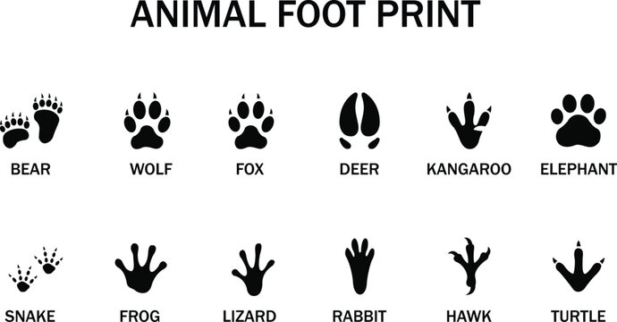 Large Collection of Animal Footprint Icons, Wild Animal and Bird Paw Prints Set with Names Isolated on White vector