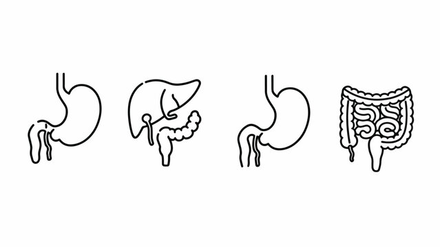 Human Stomach Anatomy Medical Illustrations.