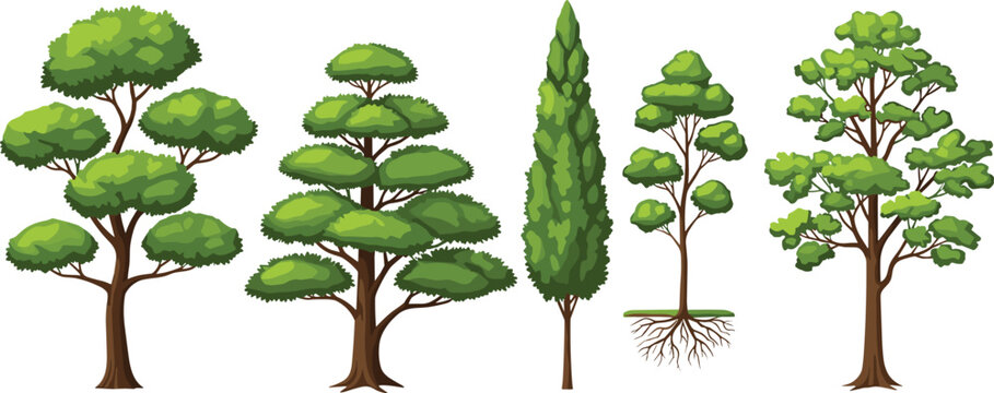 Detailed Cartoon Tree Vector Collection Featuring Ornamental Garden Trees Cypress and Natural Landscape Design Elements