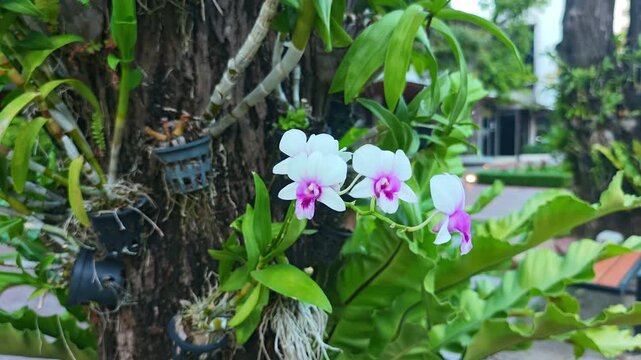 Lagerstroemia indica, pink flowers, in the garden, nature.