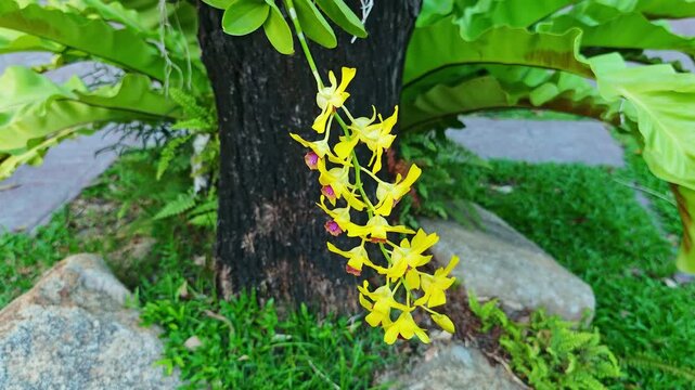 Dendrobium orchid, yellow flower , nature.