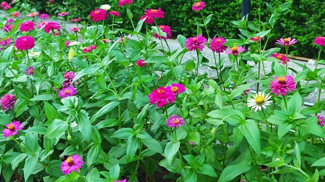 zinnia elegans , in the garden, in the evening , nature.