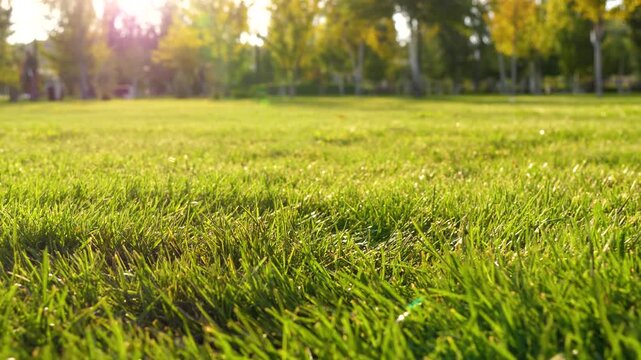 Sunlight shines on lush green grass in serene park at sunset. Nature provides calming atmosphere for relaxation and outdoor activities. Perfect setting for family gatherings and picnics.