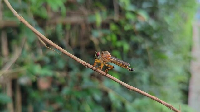 footage of a robber fly perched on a dry stem