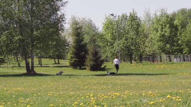 A person playing with a dog, throwing frisbie to it
