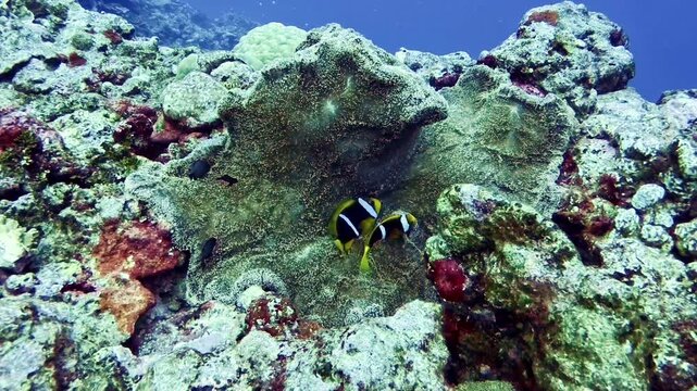 Dusky Anemonefish (Clark's Anemonefish) swimming in sea anemone, Guam