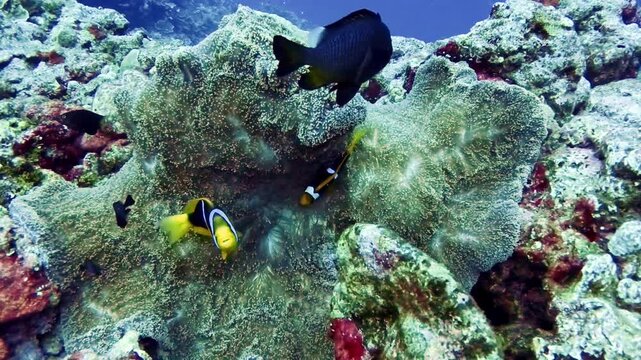 Dusky Anemonefish (Clark's Anemonefish) swimming in sea anemone, Guam