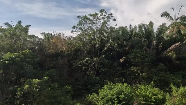 Jungle at Malay Peninsula, Malaysia