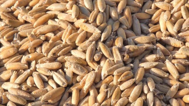 Wheat weevil small brown beetle crawling on golden grain seeds in bright sun , camera pan. Agricultural pest damaging stored harvest. Sunlight. Survival Instinct and Sustainability.