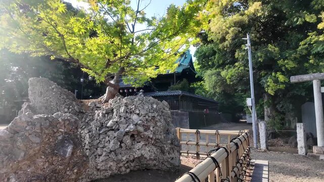 Sunlight Filtering Through a Tree on a Large Rock at Traditional Atago Shrine in Japan