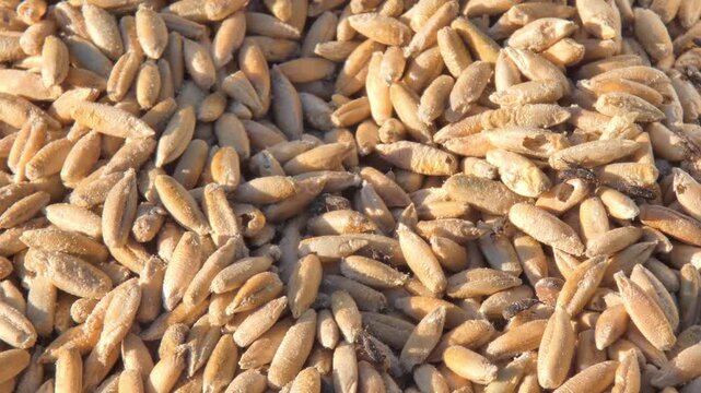 Group of granary weevils moving through dry wheat seeds , medium shot. Beetles in grain as metaphor for internal decay. Sunlight. Interconnection and Vulnerability.