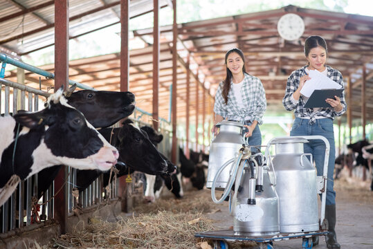 Two Asian female farmers managing milk production and transporting fresh milk cans in a professional dairy farm setting.