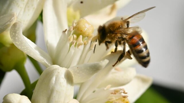 Close-up of a bee collecting pollen from white orange blossoms in spring. Biological agriculture. Environmental protection and biodiversity. Footage.