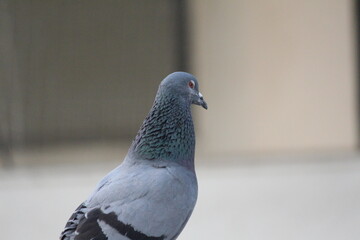 Rock Pigeon Side Profile Portrait with Iridescent Neck Feathers © Dhairya
