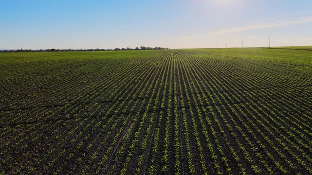 Aerial flight over a vast green field of young corn sprouts under a clear blue sky and bright sunshine during early spring