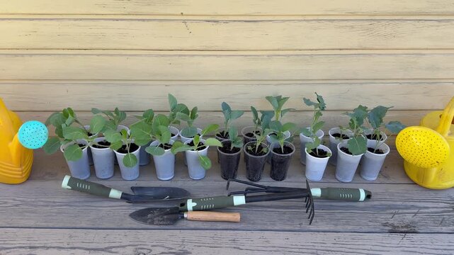 Video of young cabbage seedlings of various types: early white cabbage, cauliflower, broccoli in plastic cups next to garden tools and watering cans on wooden bench before planting in kitchen-garden
