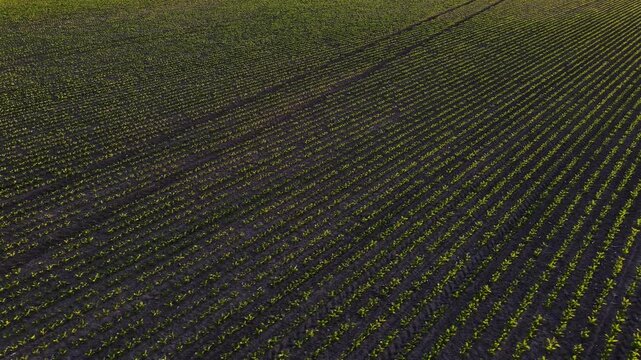 Drone flying over a vast green agricultural field with young corn shoots growing in straight rows on a sunny day