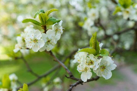 Blossoming white flowers apple trees on a tree branch