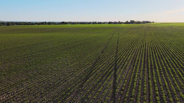 Drone flying over a vast green cornfield with young seedlings and tractor tracks under a blue sky at sunset in the countryside