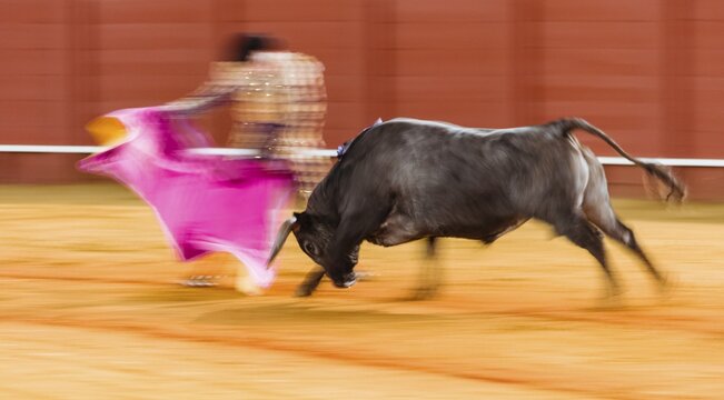 Racing bull with matador, torero or toureiro in traditional clothes, bullfighting, bullring Plaza de Toros de la Real de Maestranza de Caballer&iacute;a de Sevilla, Sevilla, Andalusia, Spain