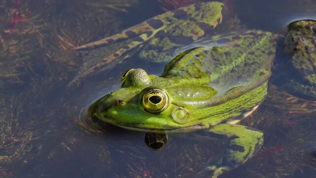 A frog resting on the water while listening to the quacking of frogs natural ambient sound