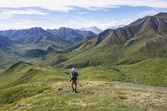 Hiker with camera climbs a mountain, tundra and mountainous landscape of the Alaska Range, Sable Pass, Denali National Park and Preserve, Alaska, USA