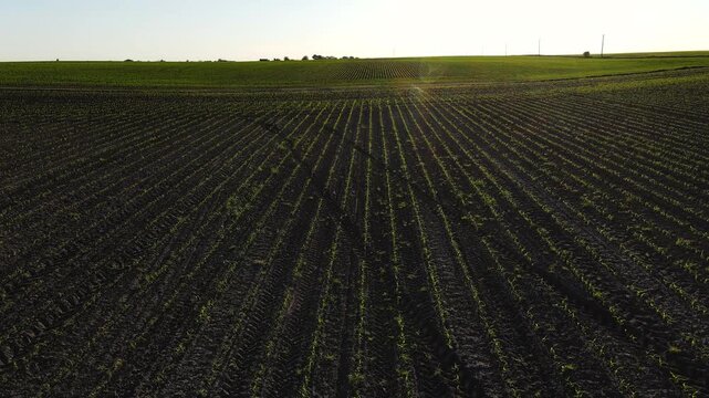 Aerial view flying over a vast agricultural field with young corn sprouts growing in neat rows at sunset