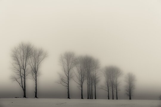 Trees in the fog in winter landscape, Oberg&uuml;nzburg, Ostallg&auml;u, Bavaria, Germany