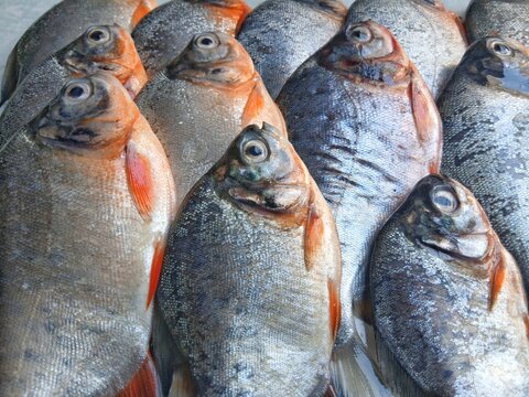 Close up of fresh pomfret fish
