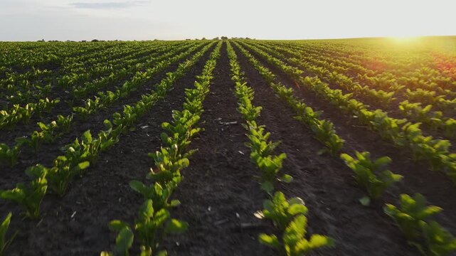 Drone flying fast above agricultural sugar beet field rows at scenic golden sunset with beautiful lens flare