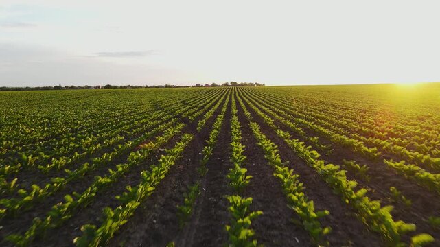 Aerial flight over a green agricultural crop field at sunset showing rows of young plants growing in the fertile soil