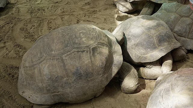 Two giant tortoises move extremely slowly across the sand, surrounded by other tortoises and small white and pink birds