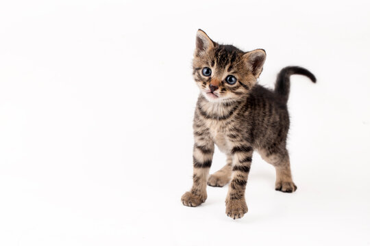 Cute Little Tabby Kitten Looking at Camera Isolated on White Background