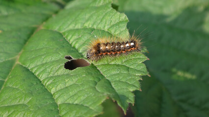 Knot grass moth (Acronicta rumicis), caterpillar feeding on a green leaf © Distracted_by_Bugs