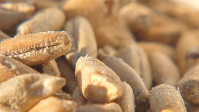 Macro texture of dry wheat seeds with small brown weevils crawling in bright sunlight , close up. Natural food background. Sunlight. Diversity and Interconnection.