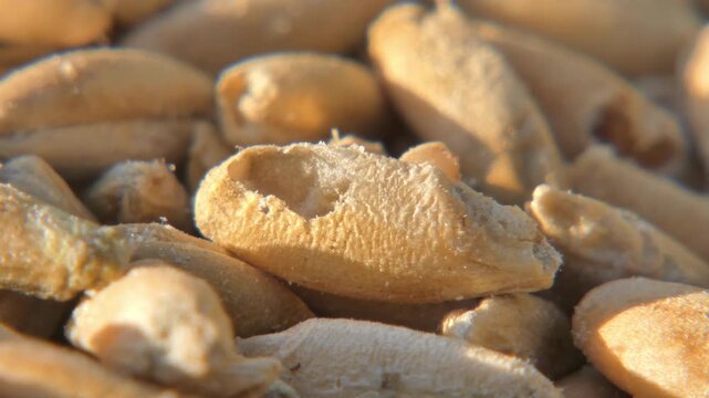 Small brown weevils destroying wheat grain stock in bright sunlight , macro view. Destructive agricultural pests. Sunlight. Power and Vulnerability.