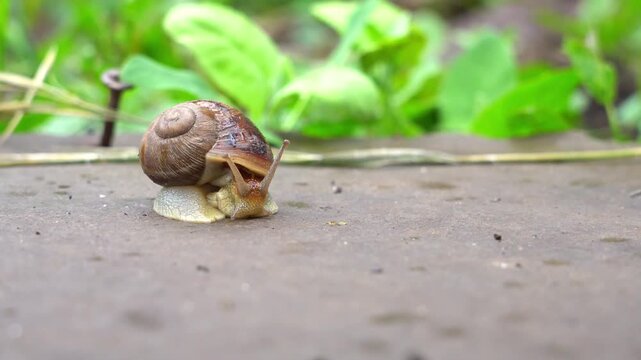 Snail slowly moves across a wet stone surface, surrounded by green foliage, showcasing its shell and body in a natural outdoor setting