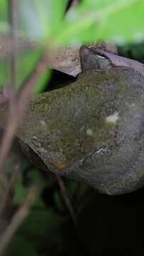 Sunda Colugo Galeopterus variegatus hanging from a tree branch in a tropical forest at night. Close-up shot of the nocturnal mammal also known as a Malayan flying lemur.