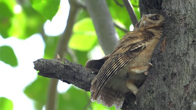 Collared Scops-Owl (Otus lettia) climbing into a nesting hole in a tree trunk within a green forest during the day. Close-up shot of the owl's feathers and legs as it enters the cavity.